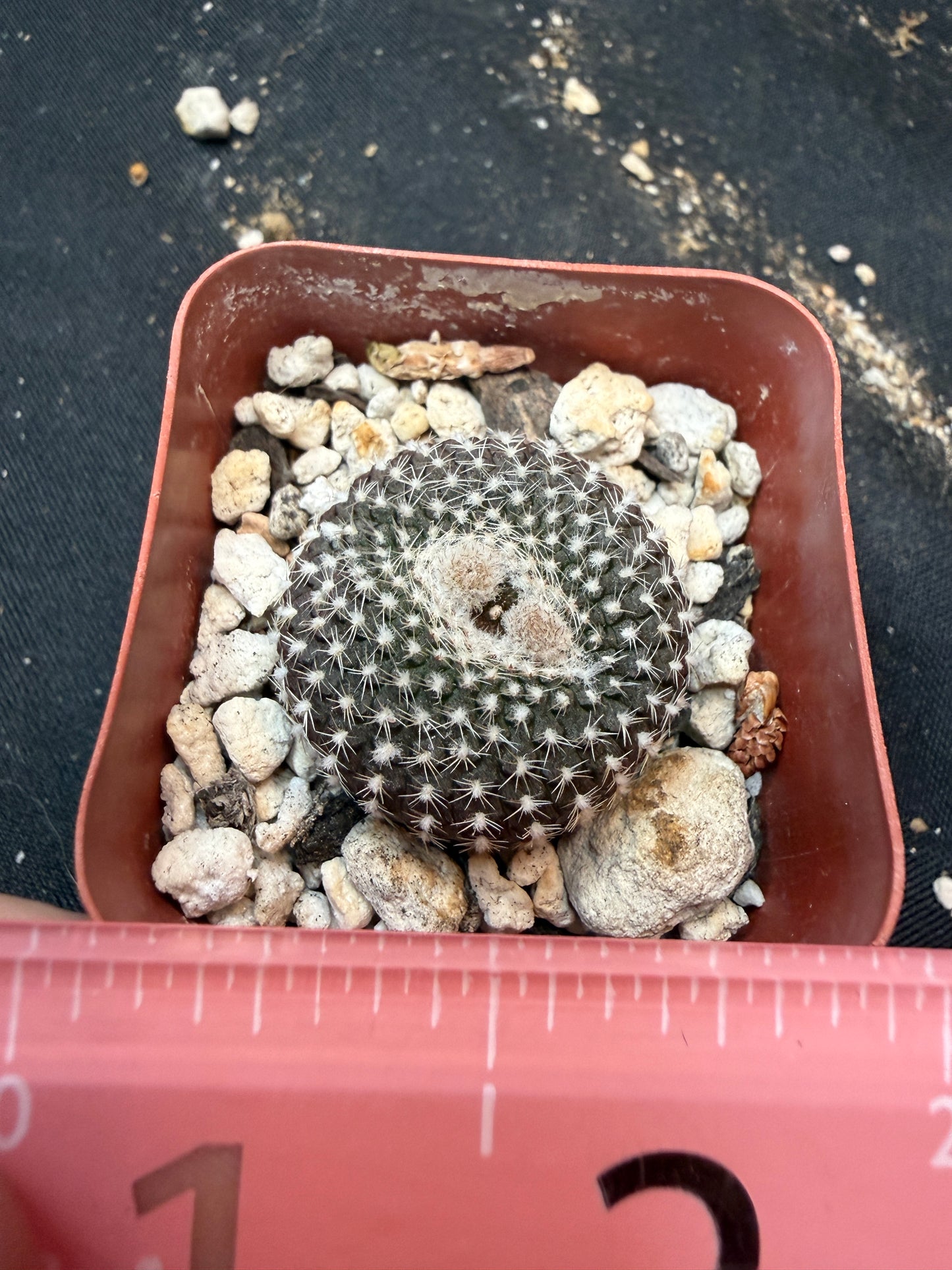 Frailea larae rare 339
