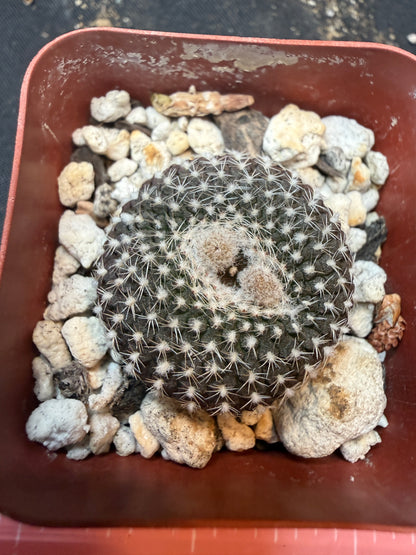 Frailea larae rare 339
