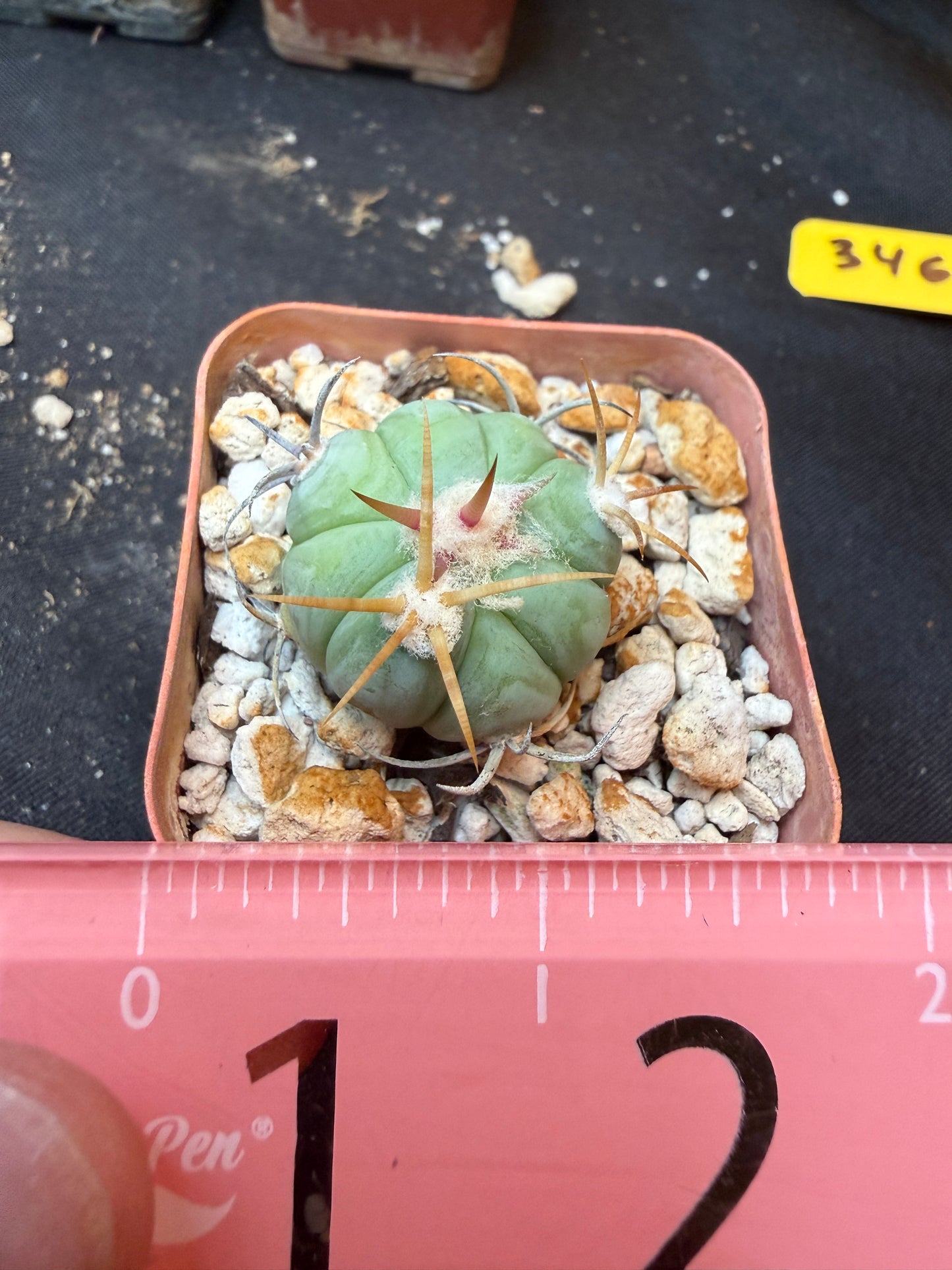 Echinocactus horizonthalonius rare 340