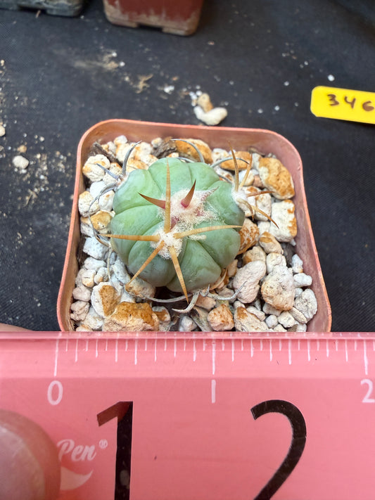 Echinocactus horizonthalonius rare 340