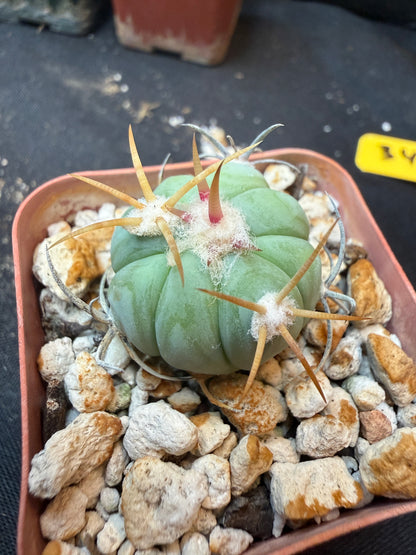 Echinocactus horizonthalonius rare 340