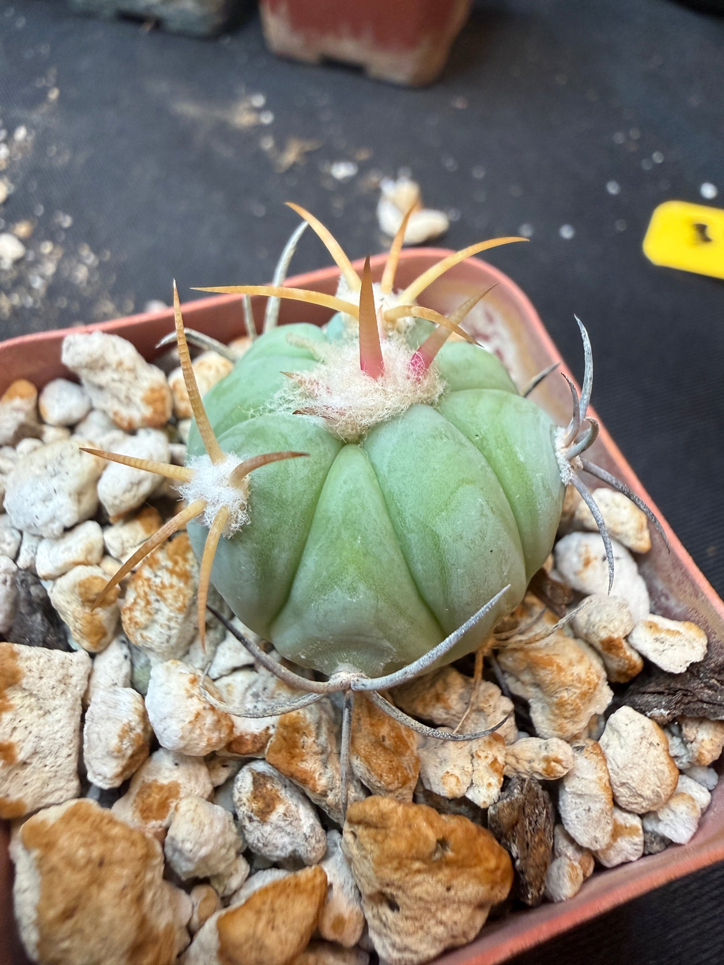Echinocactus horizonthalonius rare 340