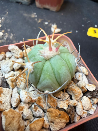 Echinocactus horizonthalonius rare 340