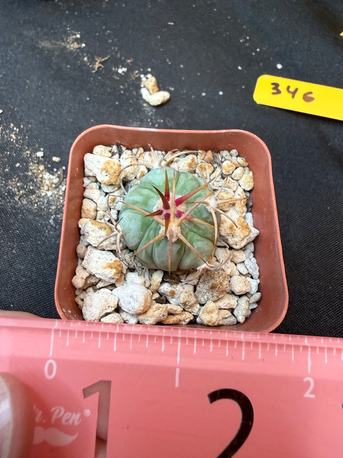 Echinocactus horizonthalonius rare 341