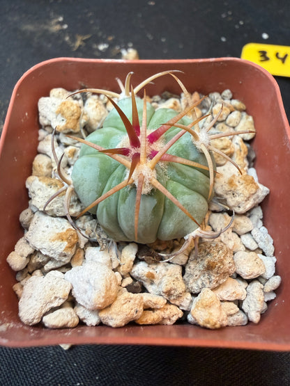 Echinocactus horizonthalonius rare 341