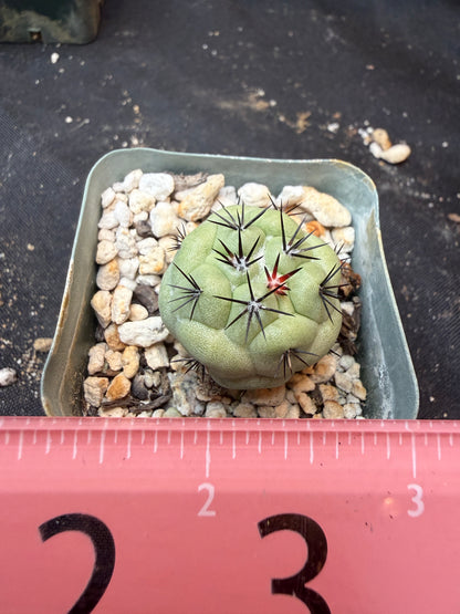 Ortegocactus macdougalii rare 342