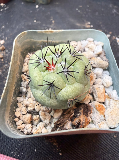 Ortegocactus macdougalii rare 342
