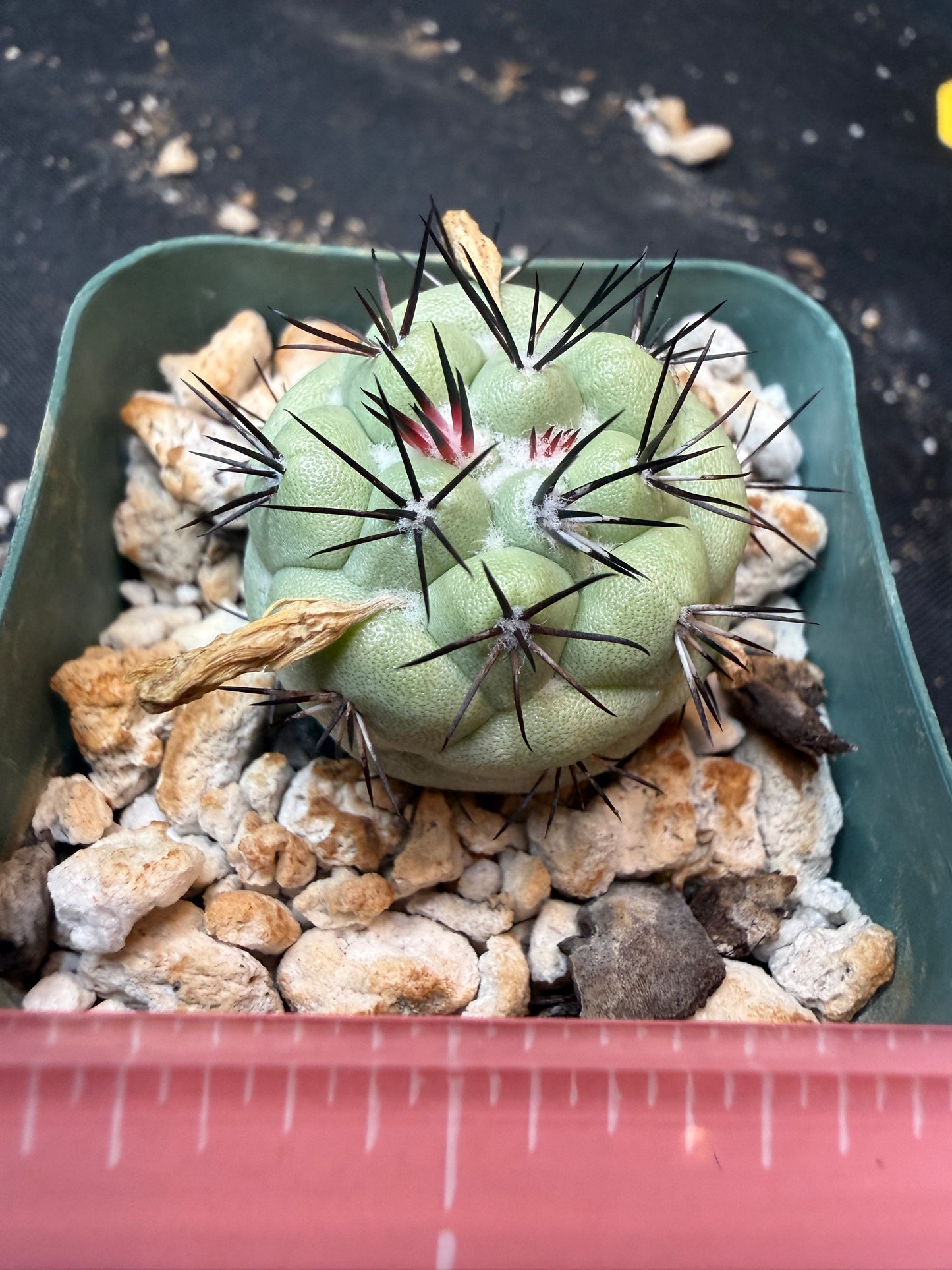 Ortegocactus macdougalii rare 343