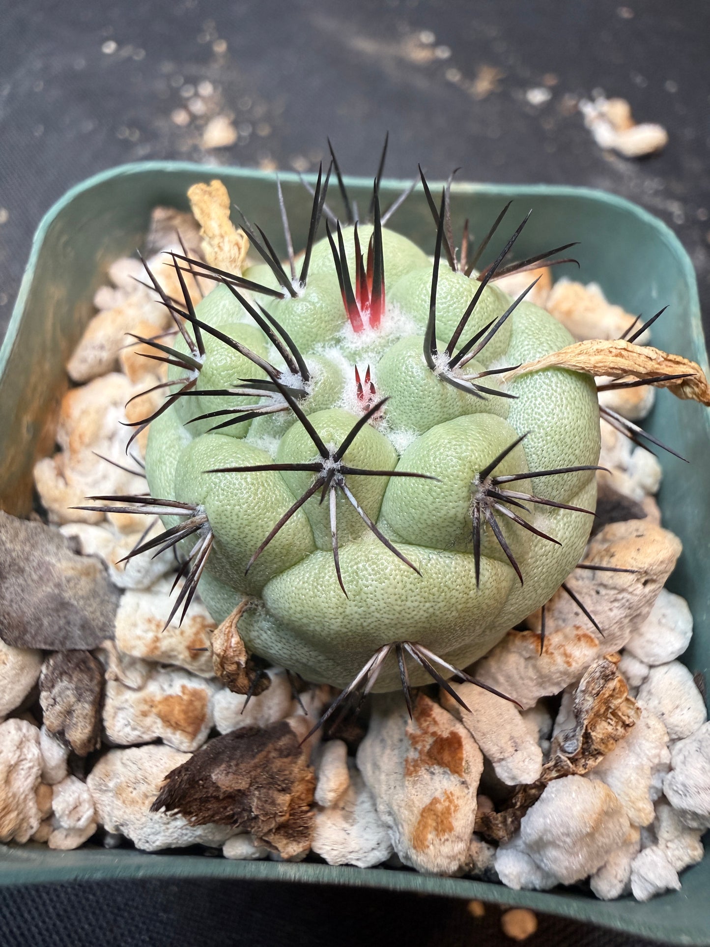 Ortegocactus macdougalii rare 343