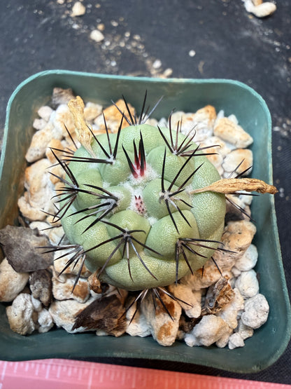 Ortegocactus macdougalii rare 343