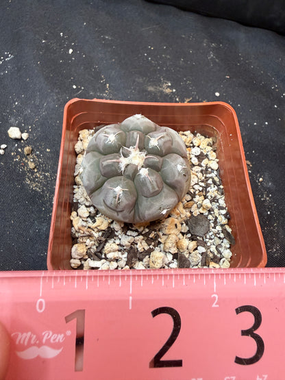Gymnocalycium prochazkeanum rare 344