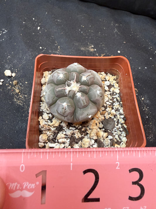 Gymnocalycium prochazkeanum rare 344
