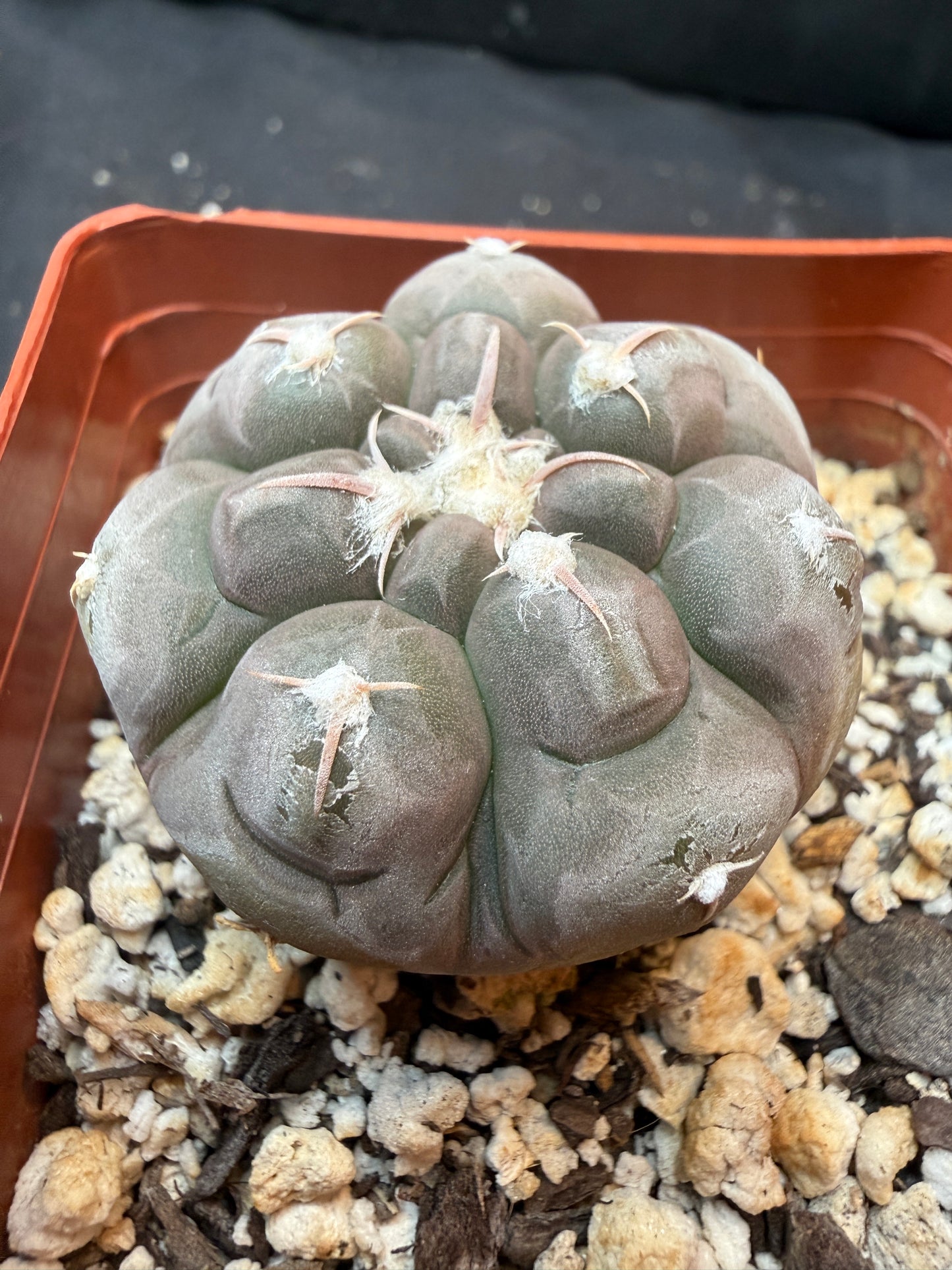 Gymnocalycium prochazkeanum rare 344