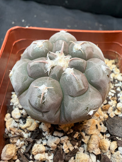 Gymnocalycium prochazkeanum rare 344
