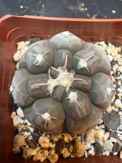 Gymnocalycium prochazkeanum rare 344