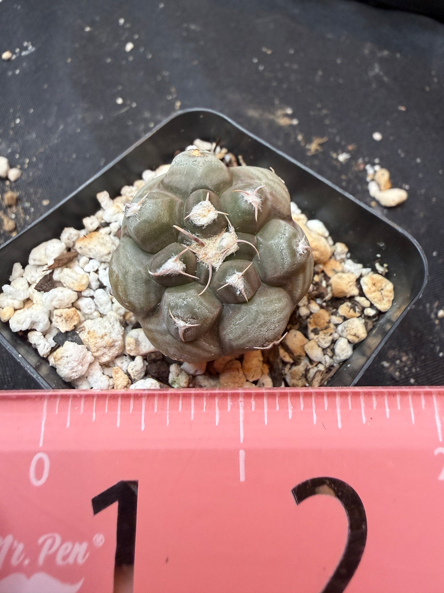 Gymnocalycium prochazkeanum rare 345