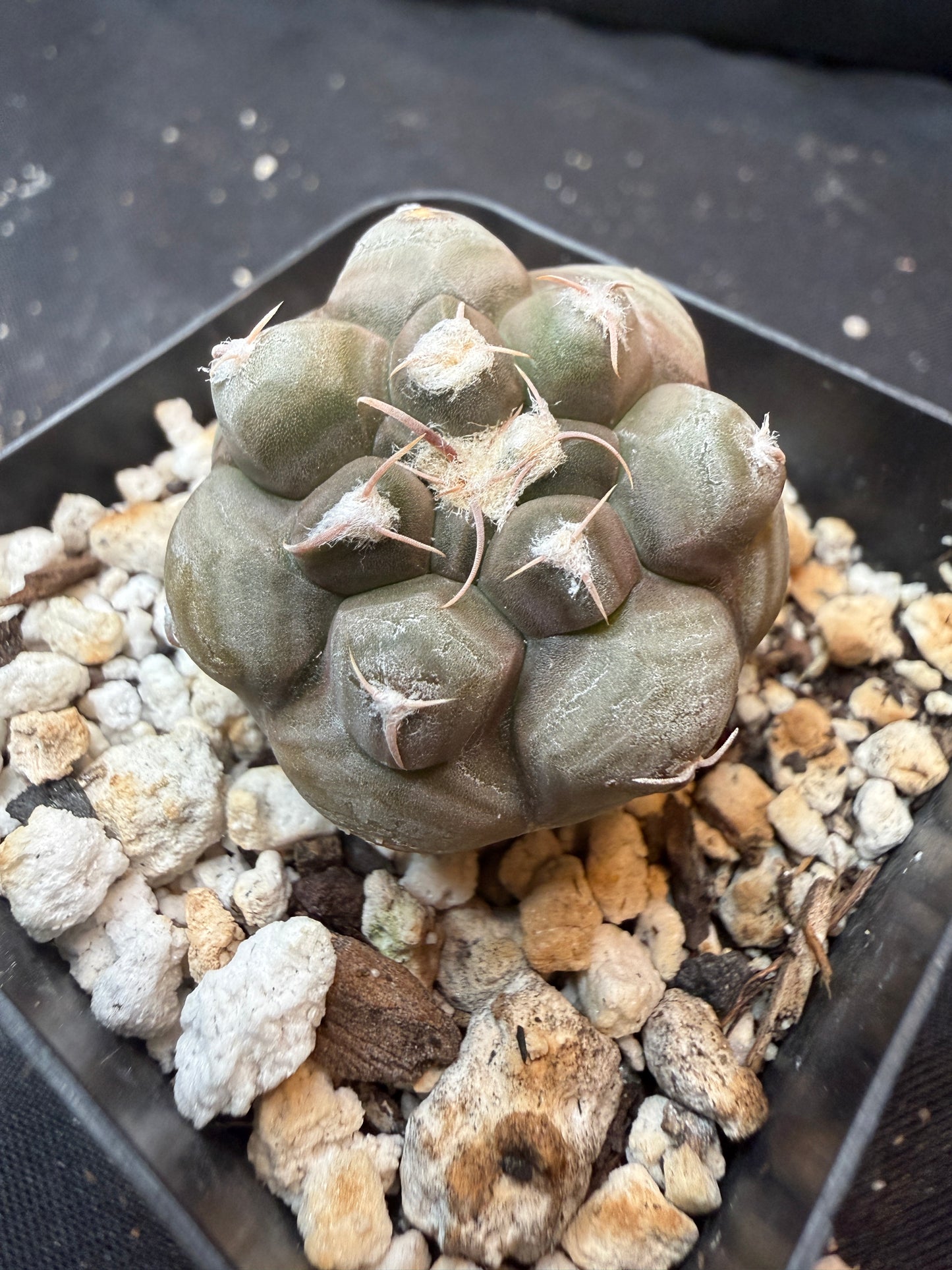 Gymnocalycium prochazkeanum rare 345