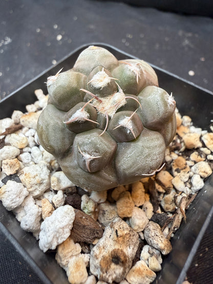 Gymnocalycium prochazkeanum rare 345
