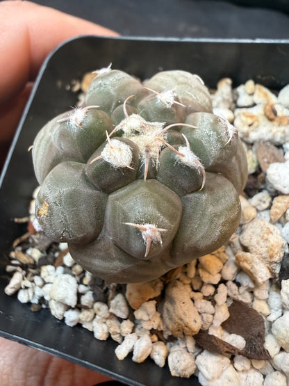 Gymnocalycium prochazkeanum rare 345