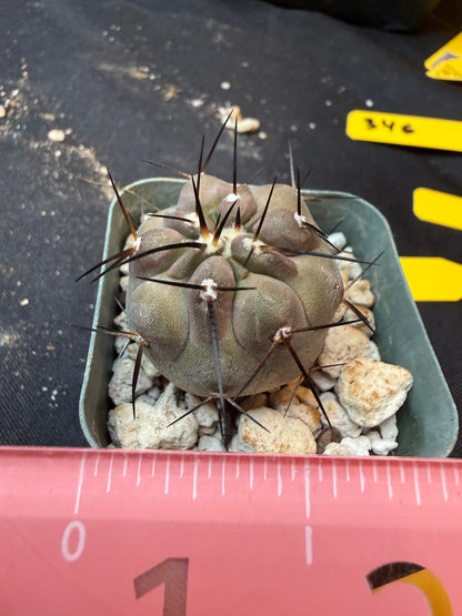 Copiapoa cinerea nice 346