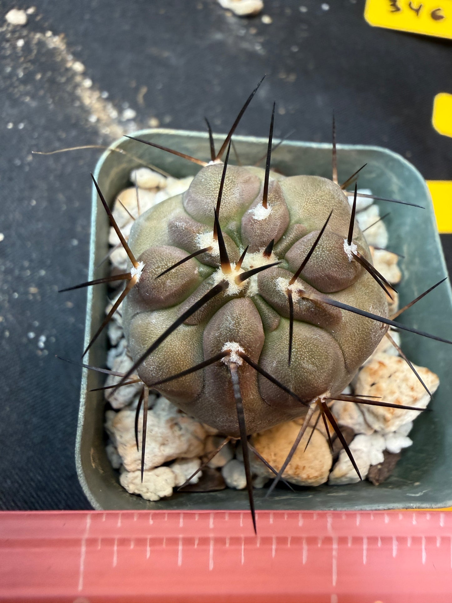 Copiapoa cinerea nice 346