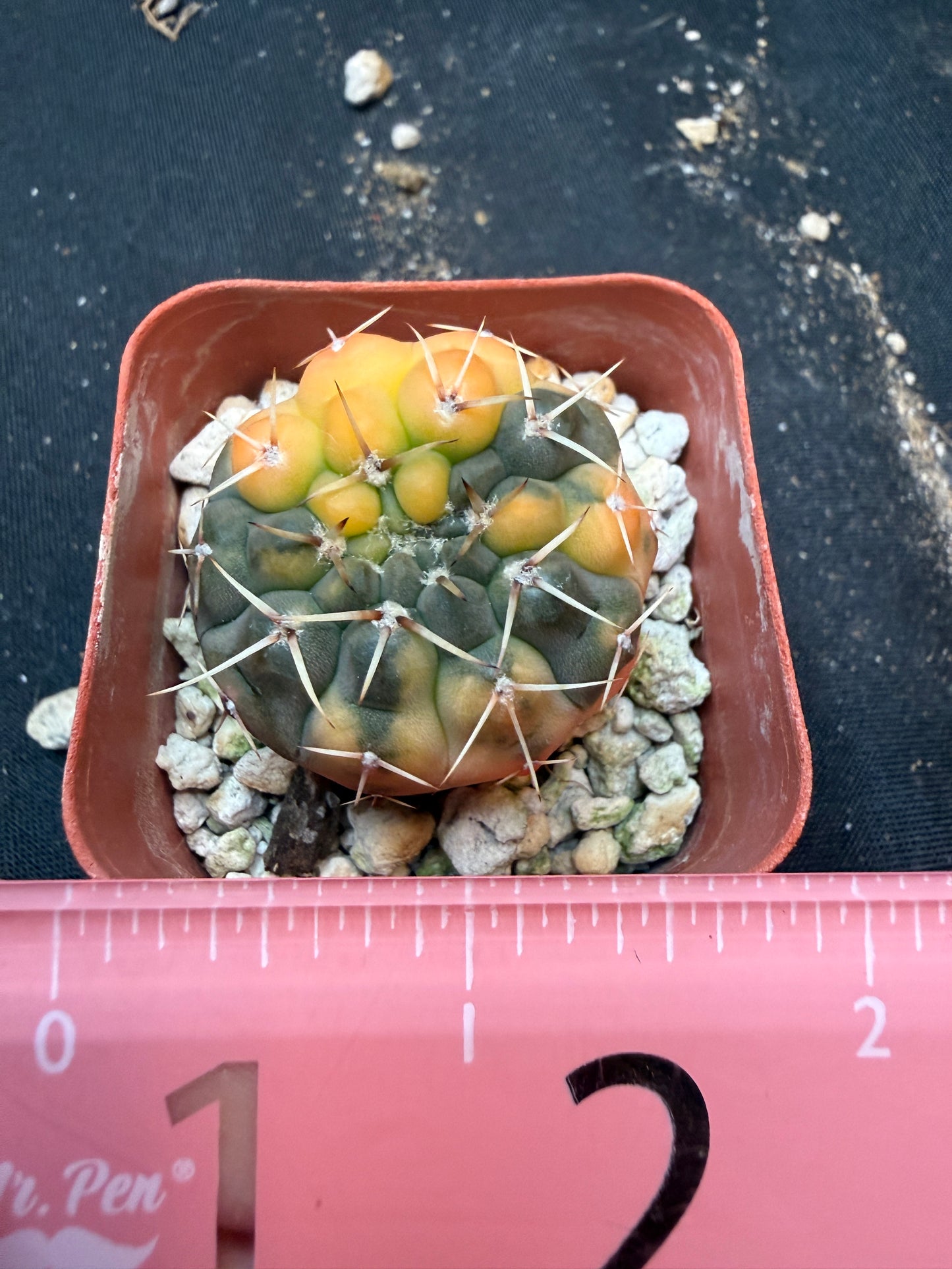 Gymnocalycium ochoterranae variegated 347