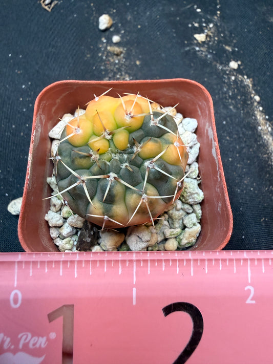 Gymnocalycium ochoterranae variegated 347