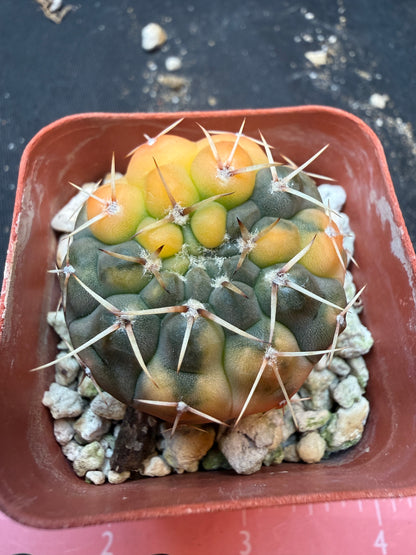 Gymnocalycium ochoterranae variegated 347