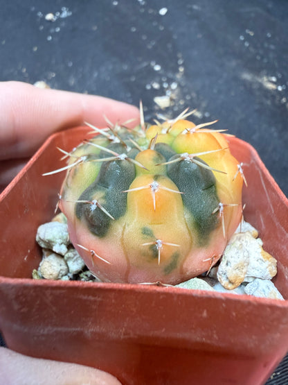 Gymnocalycium ochoterranae variegated 347