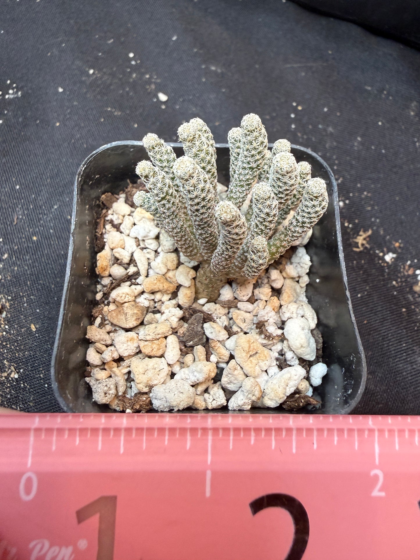 Turbinicarpus minima 348