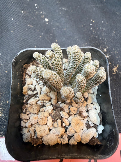 Turbinicarpus minima 348