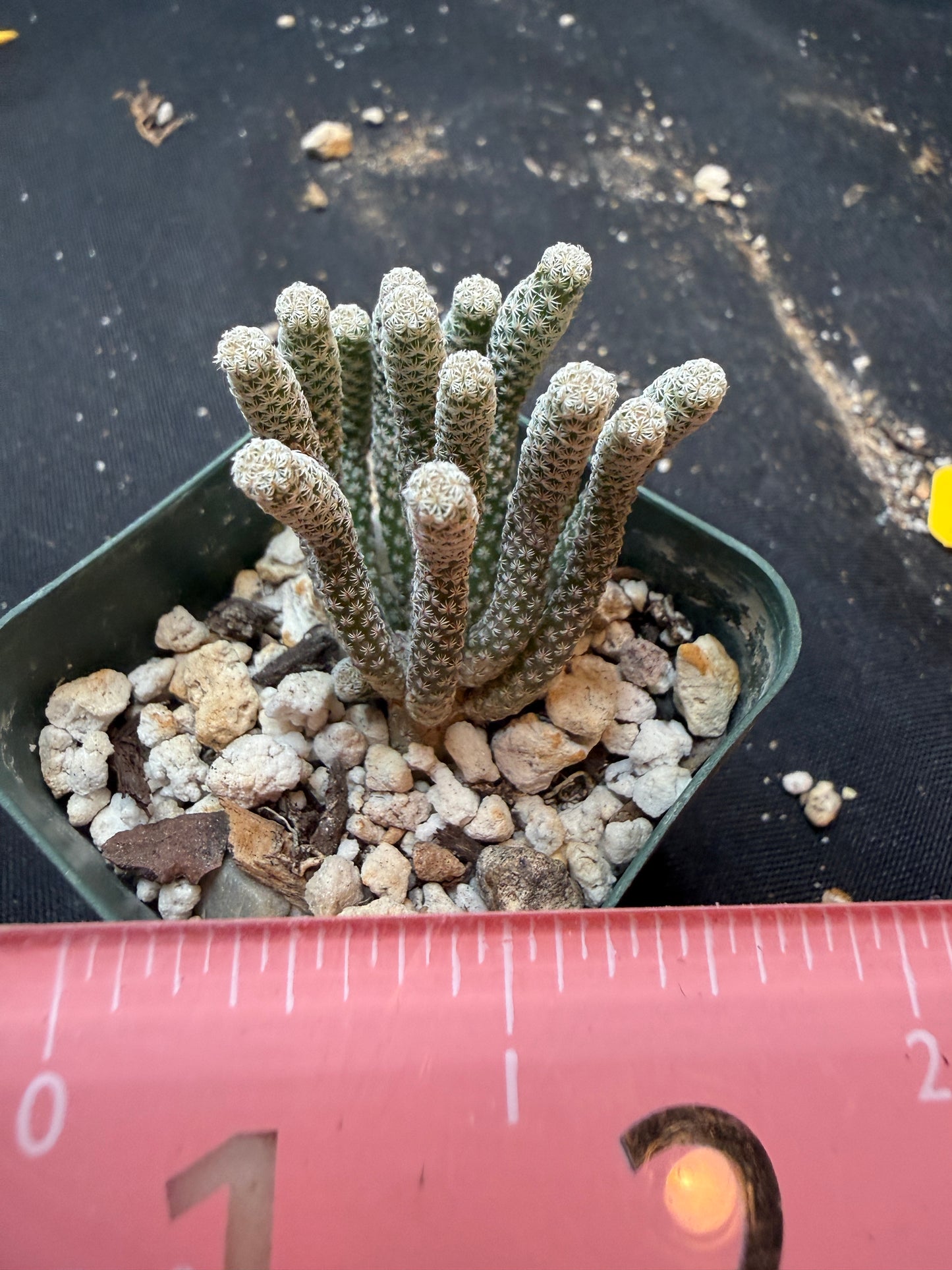 Turbinicarpus minima 349