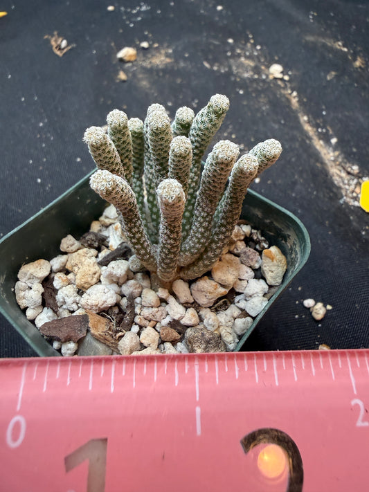 Turbinicarpus minima 349