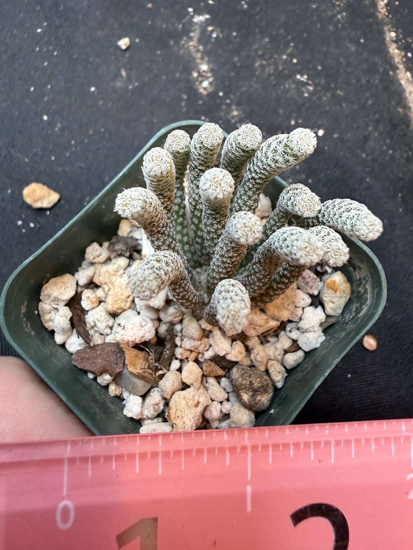 Turbinicarpus minima 349