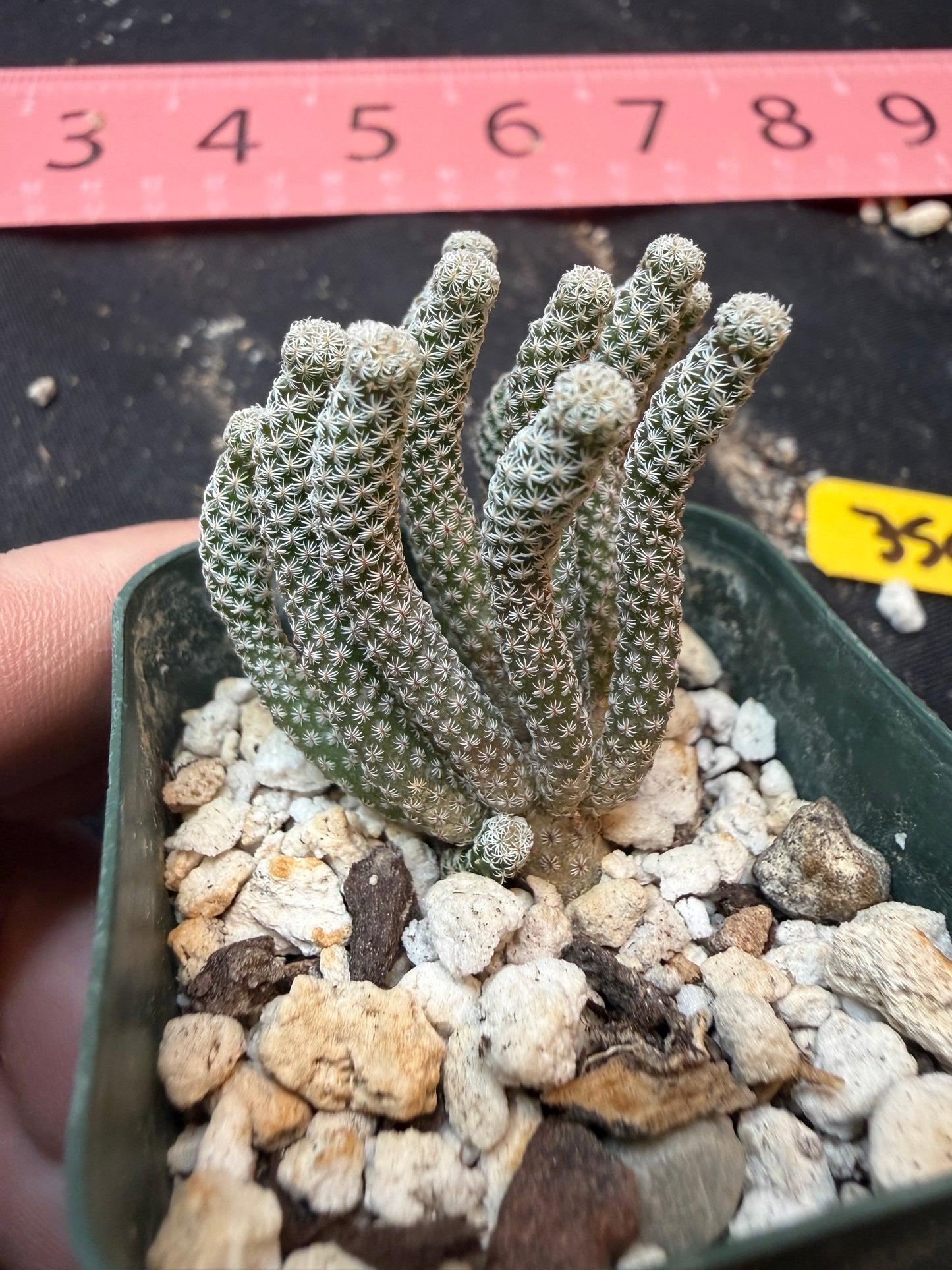 Turbinicarpus minima 349