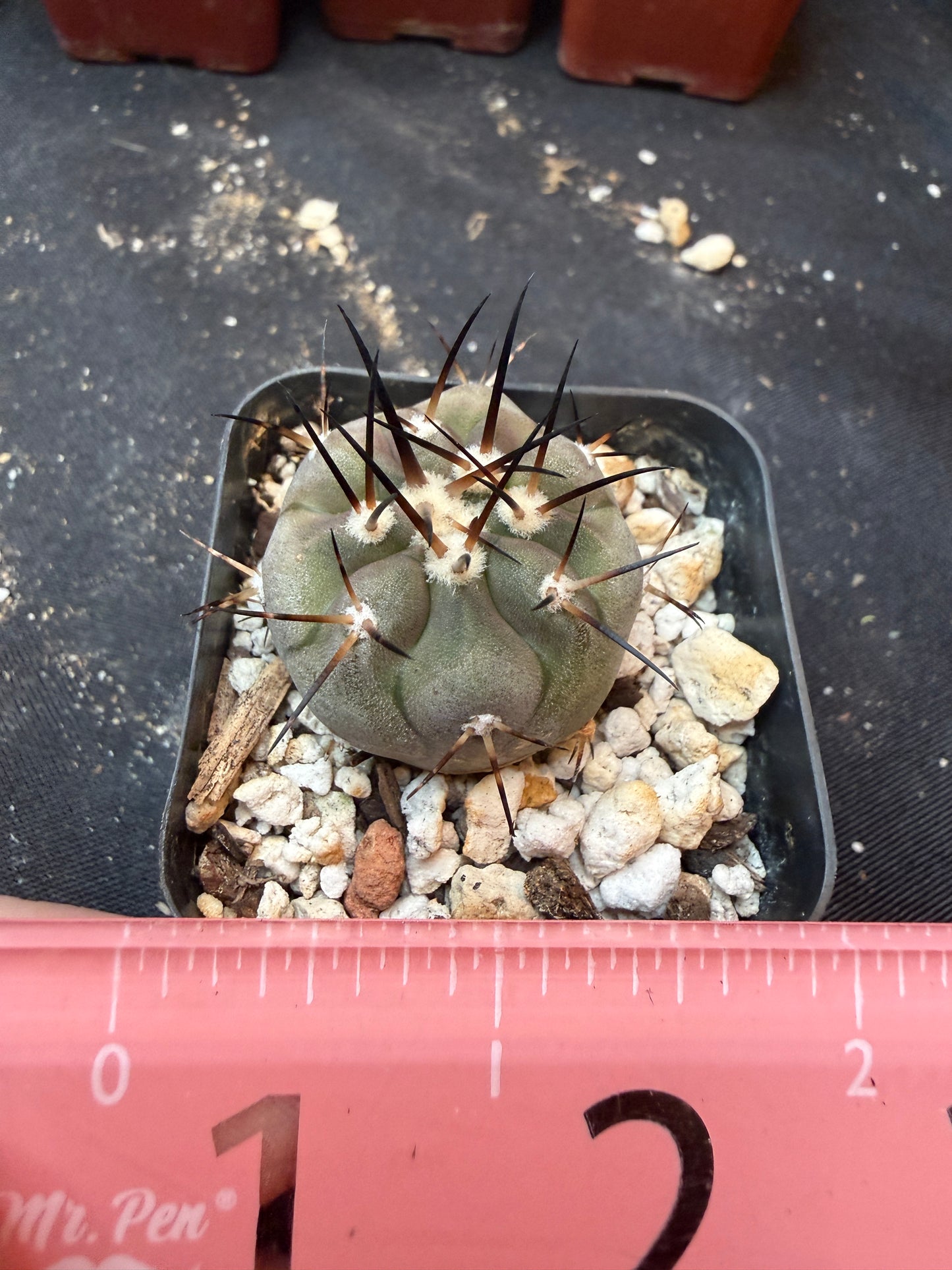 Copiapoa cinerea 350