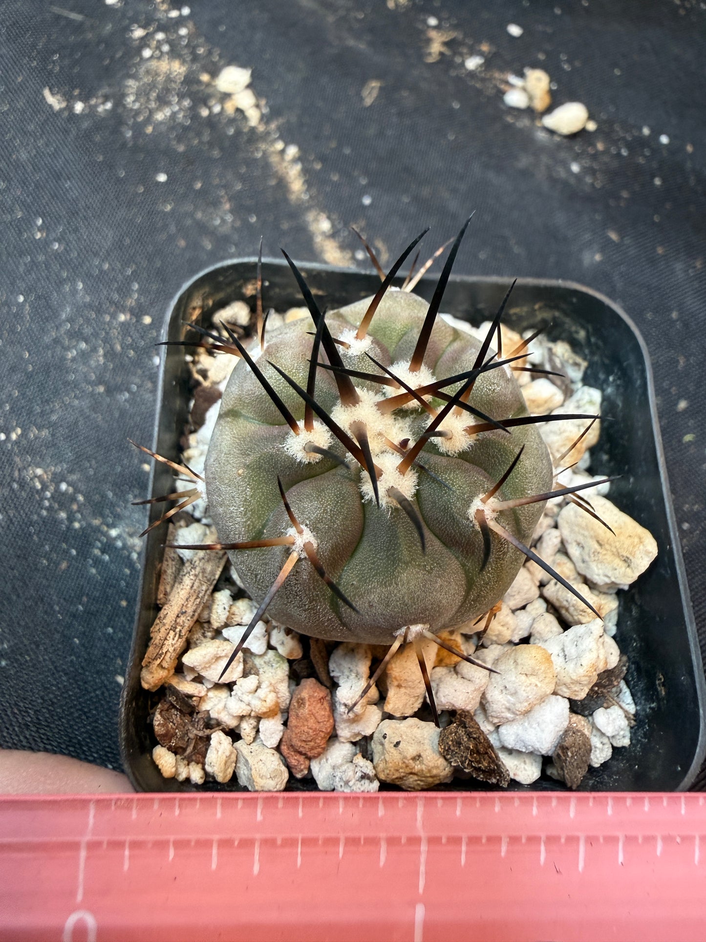 Copiapoa cinerea 350