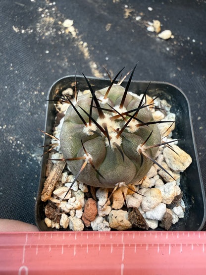 Copiapoa cinerea 350
