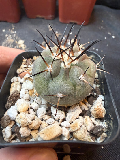 Copiapoa cinerea 350