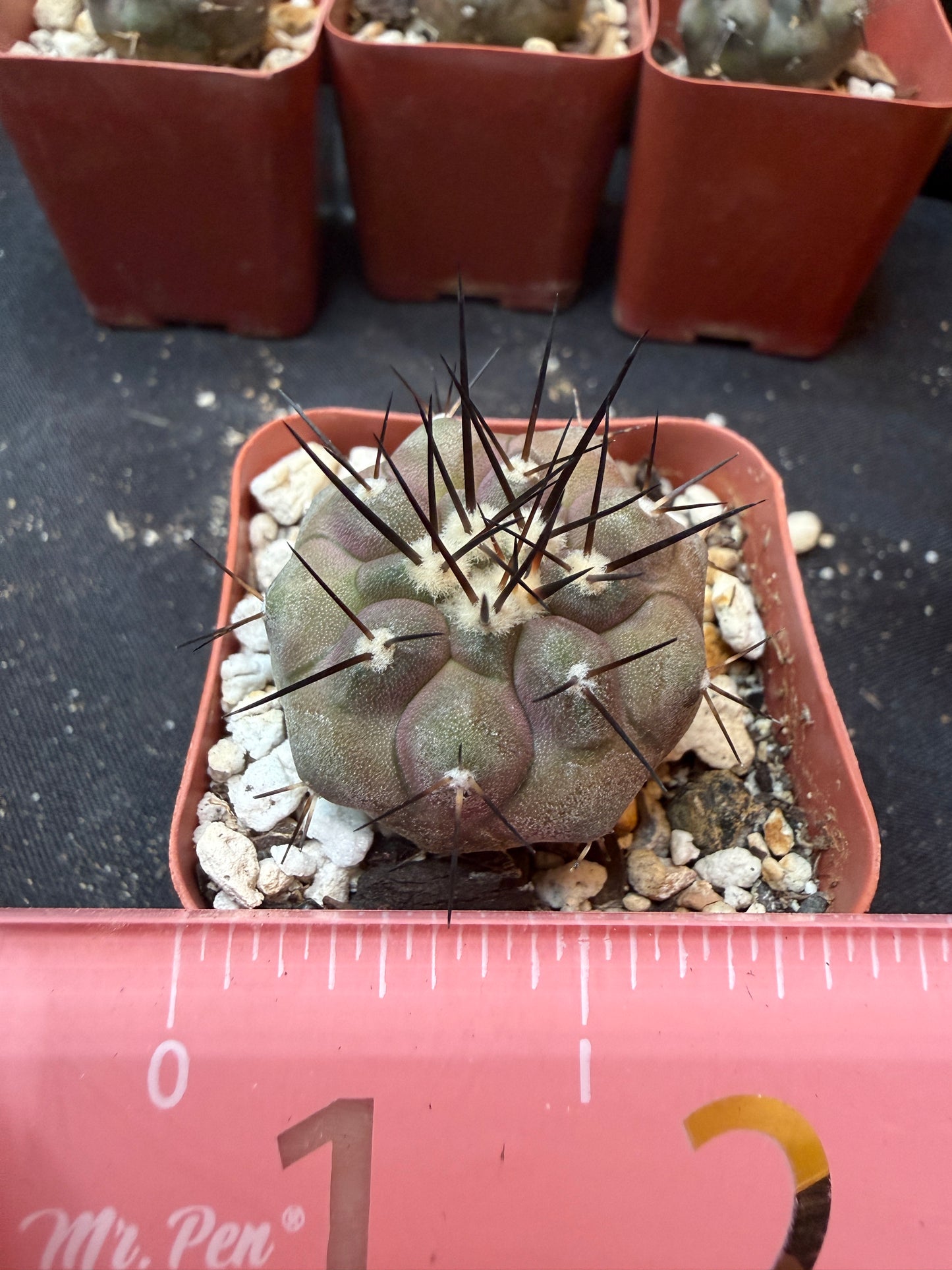 Copiapoa cinerea 351