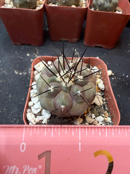 Copiapoa cinerea 351