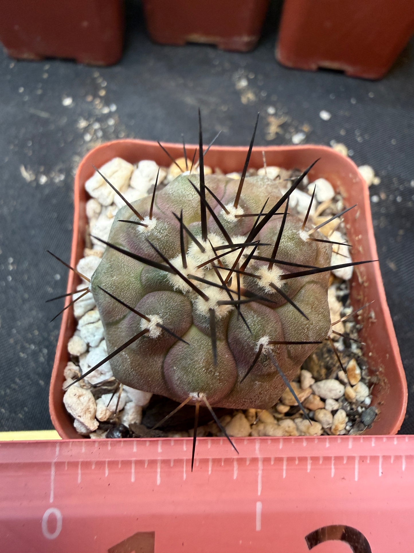 Copiapoa cinerea 351