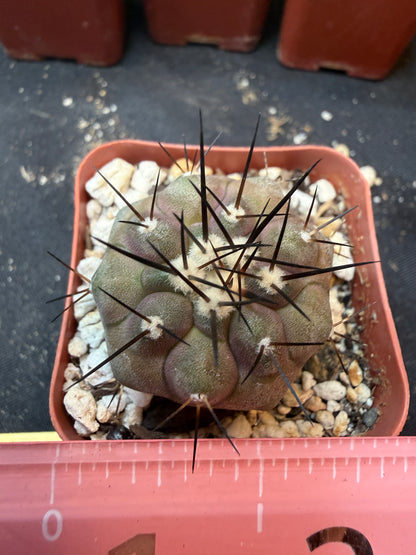 Copiapoa cinerea 351