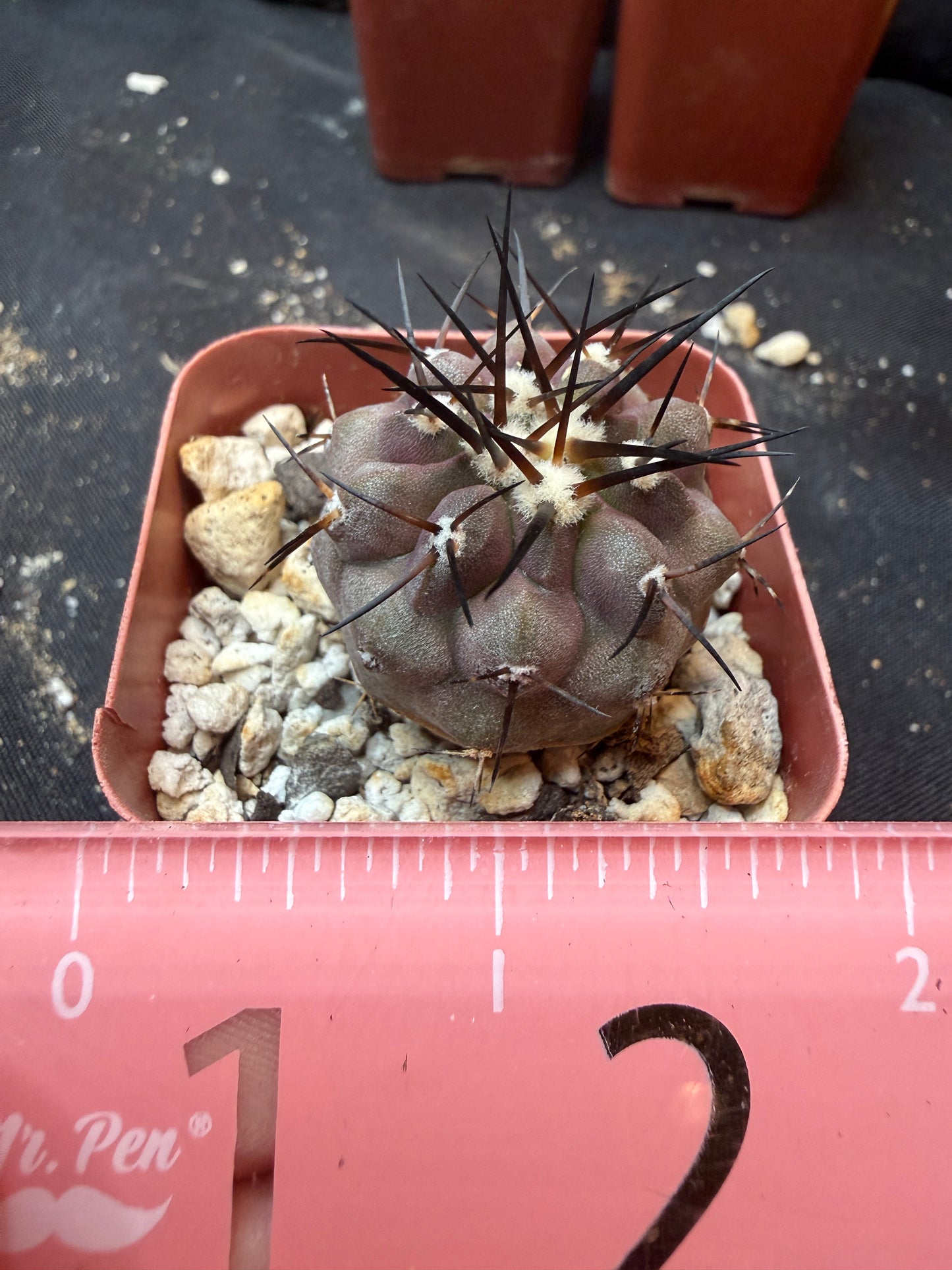 Copiapoa cinerea 352