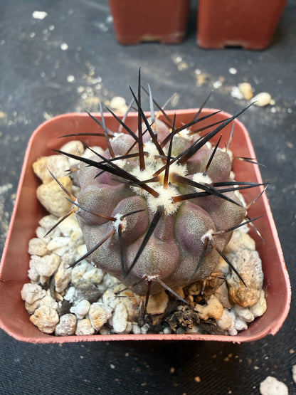 Copiapoa cinerea 352