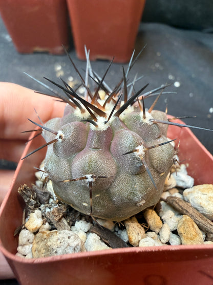 Copiapoa cinerea 352