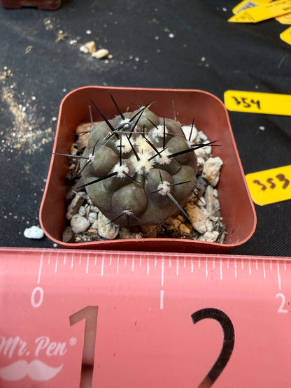 Copiapoa cinerea 353