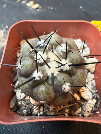 Copiapoa cinerea 353