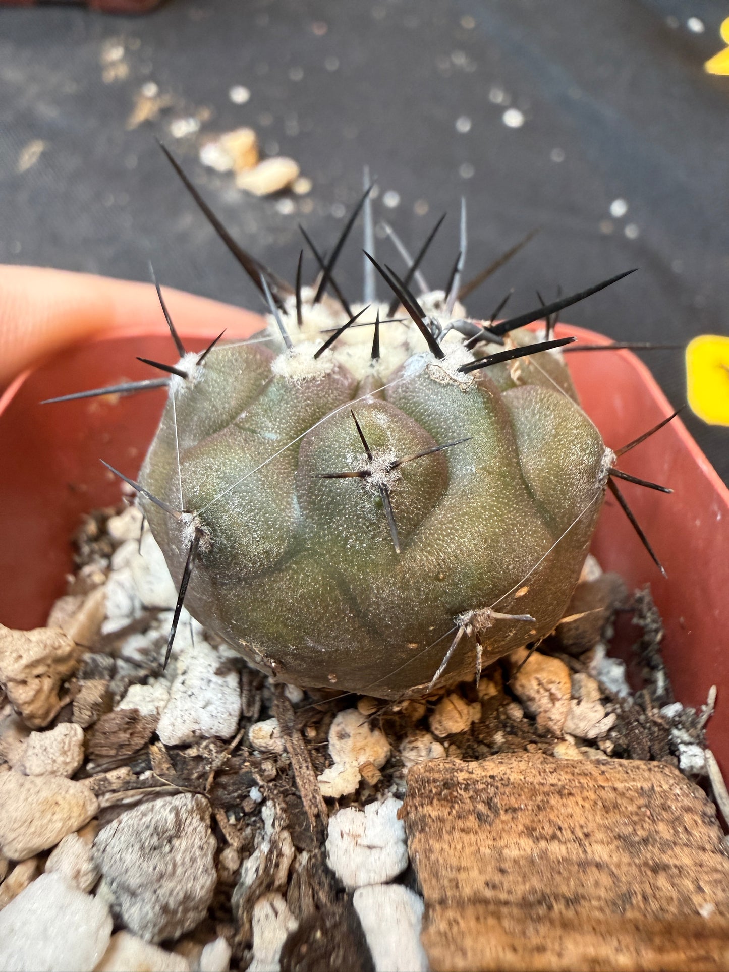 Copiapoa cinerea 353