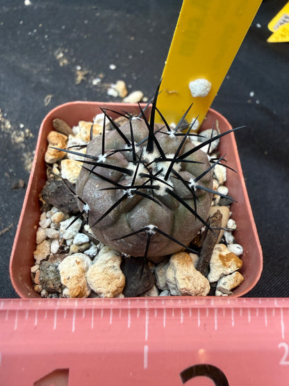 Copiapoa cinerea 354